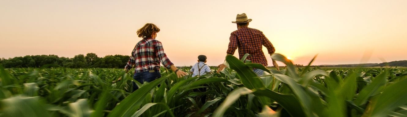 Mom and dad running in a cornfield with their son who is ahead of them at sunset