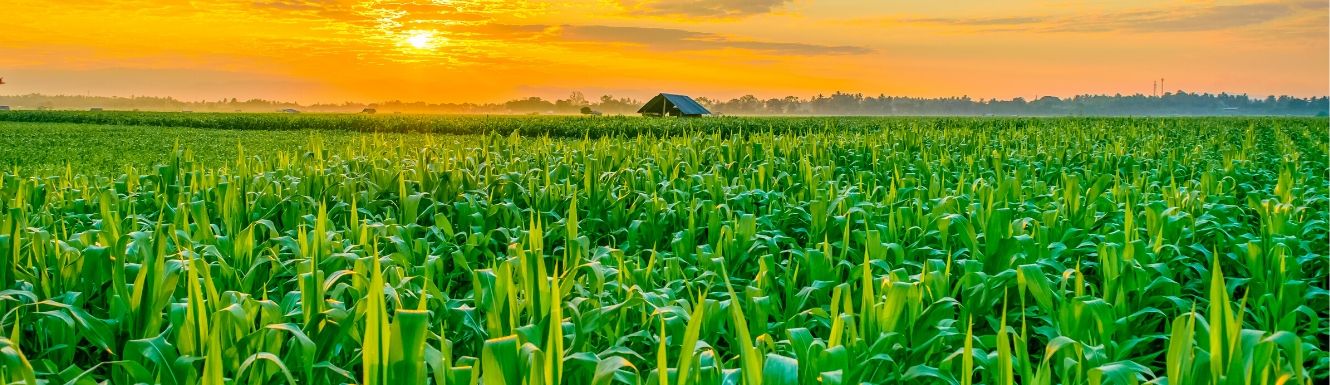 bight green corn field with orange sunrise