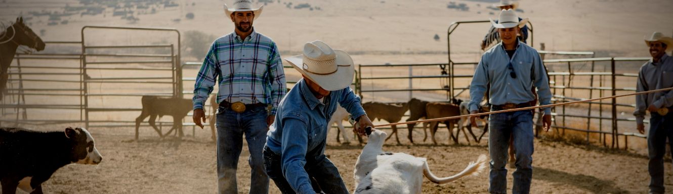 Four cowboys standing in ranch pen while one man ropes a calf