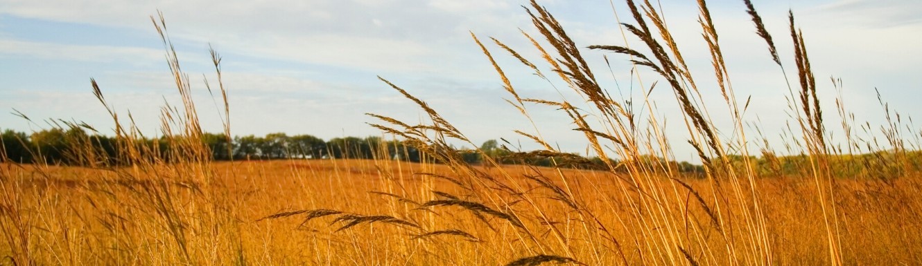 Wheat in a field with blue sky