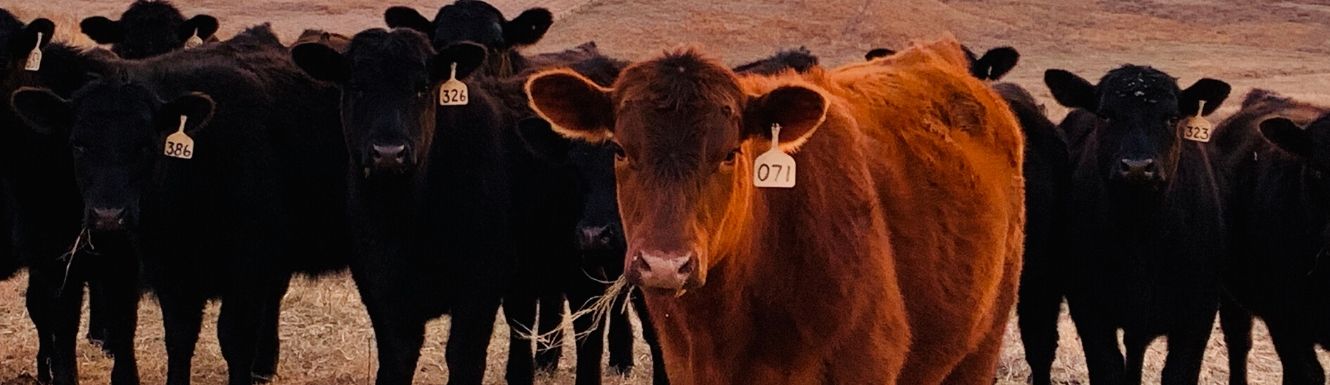 close up of a brown cow with ear tag and black cows behind